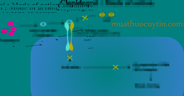Cơ chế tác dụng của thuốc Clopidogrel 75mg